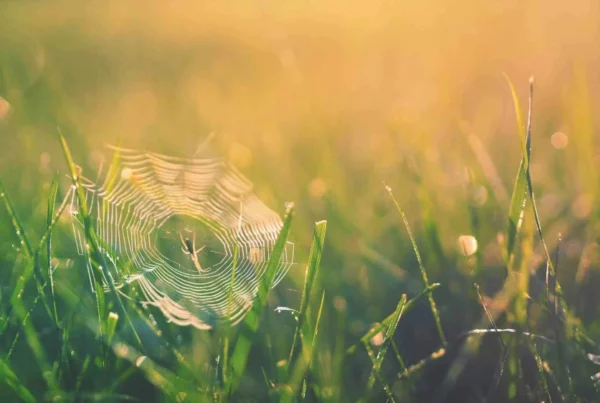 présence sur le web